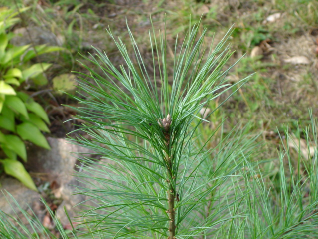Painting of the Black River by Phillip Schreibman